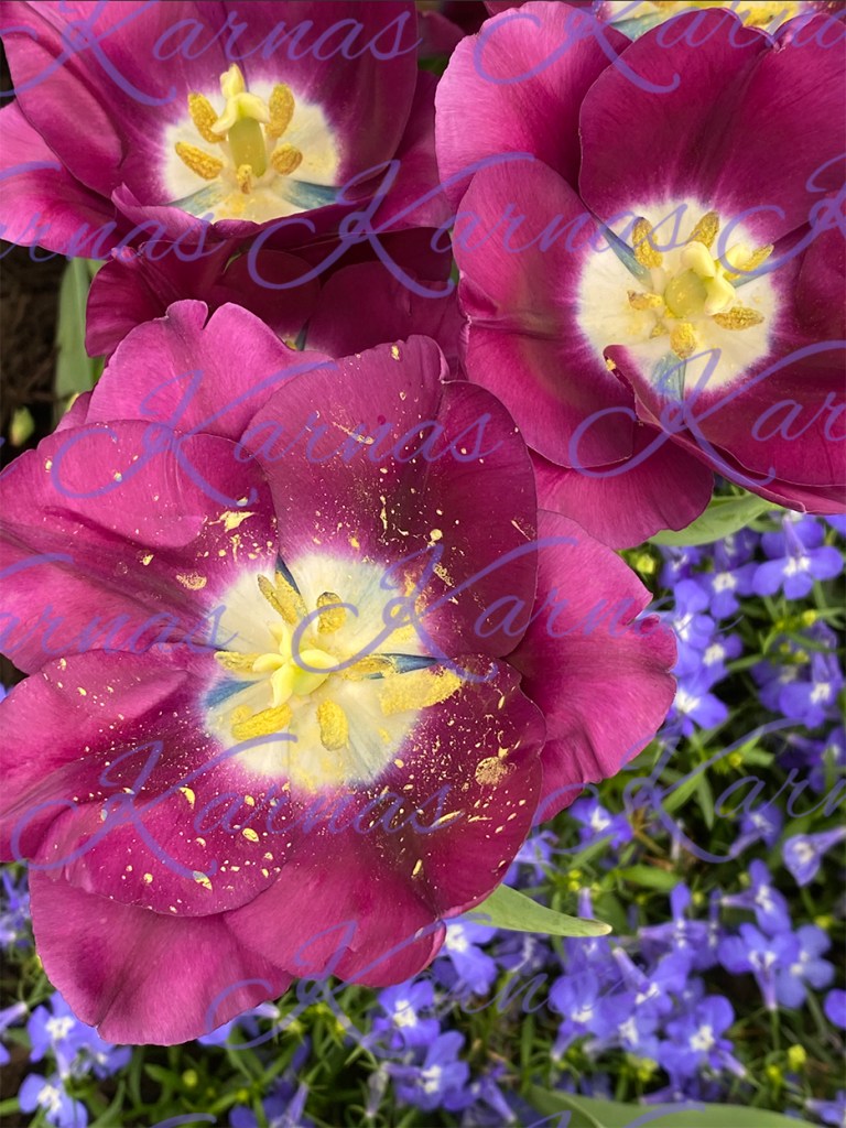 Blossom Bash