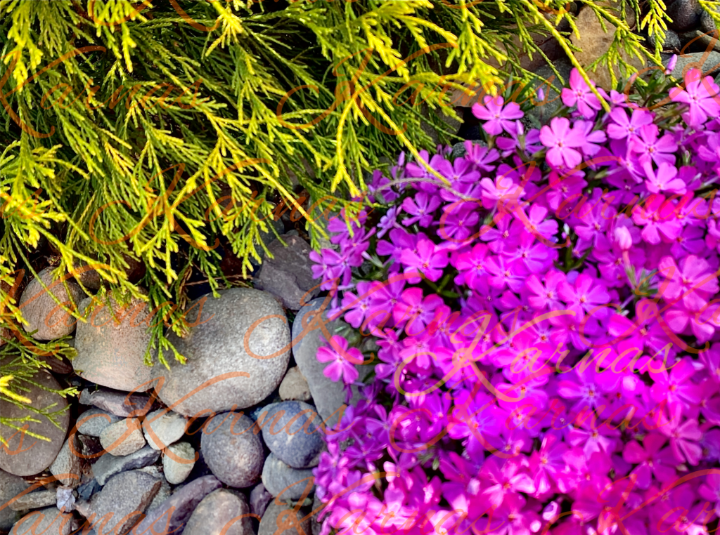 Peaking Pink Phlox