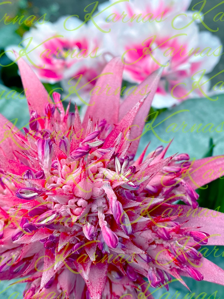 Spring Fireworks